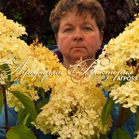 Гортензия "БЬЮТИФУЛ ЛЕМОН" ("Beautiful Lemon", Франция) Гортензия "БЬЮТИФУЛ ЛЕМОН" ("Beautiful Lemon", Франция)